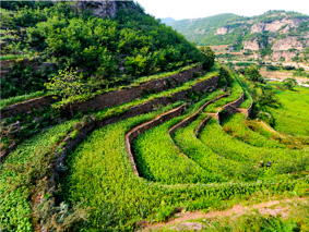 莱西扶贫基地